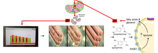MaxQ15 biochemical mechanism diagram: session data readout → muscle fiber breakdown → mitochondrial ATP production → norepinephrine and epinephrine → Adrβ3 receptor activation → lipolysis (fatty acids and glycerol)